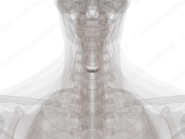Intervertebral Symphysis (C5-C6)