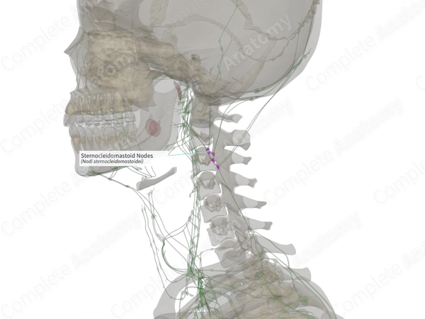 Sternocleidomastoid Nodes (Left)