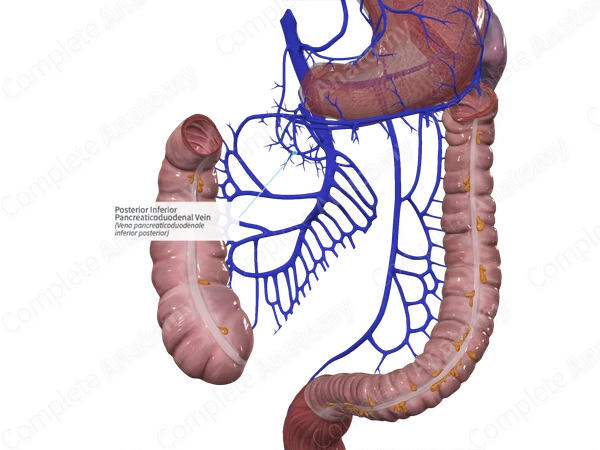 Posterior Inferior Pancreaticoduodenal Vein