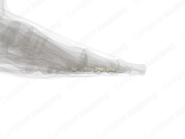 Middle Phalanges of Foot (Left)