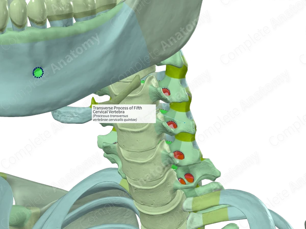 Transverse Process of Fifth Cervical Vertebra (Right)