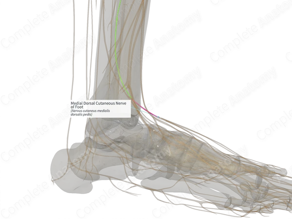 Medial Dorsal Cutaneous Nerve of Foot (Left)