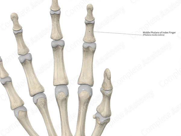 Middle Phalanx of Index Finger 