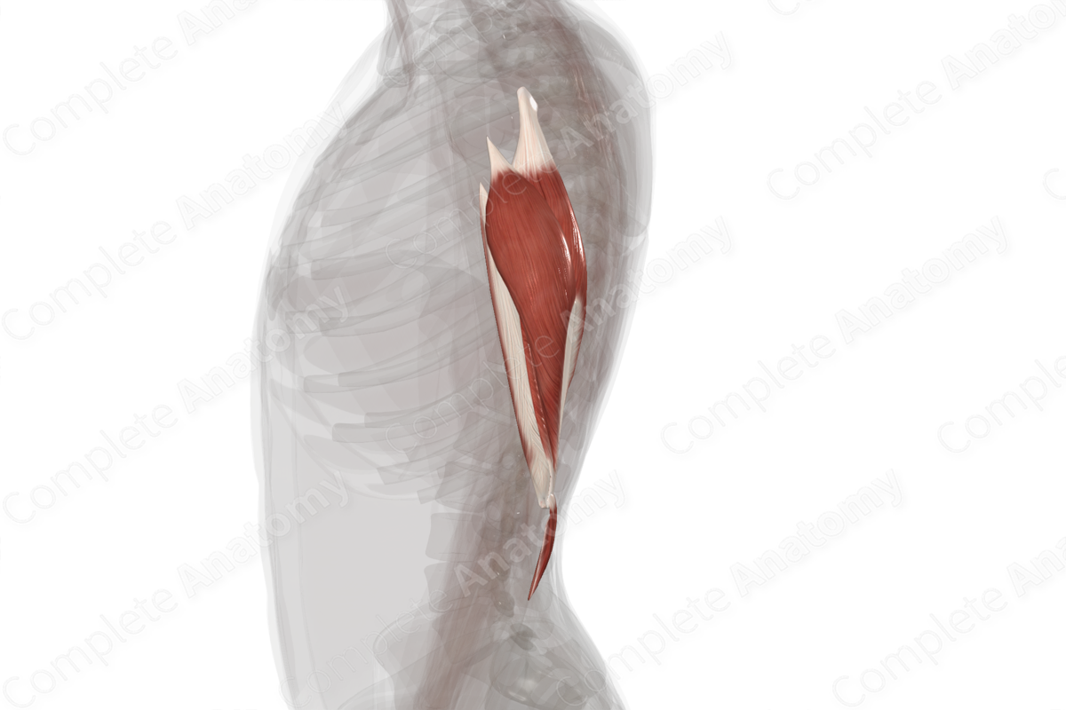 Posterior Compartment of Arm (Left)