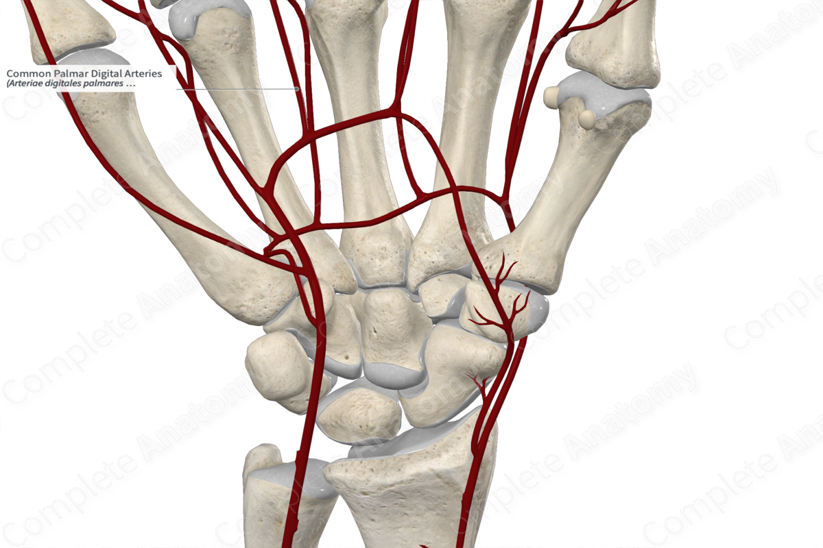 Common Palmar Digital Arteries 