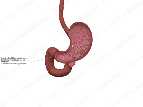 Longitudinal Muscular Layer of Small intestine (Duodenum; Anterior)