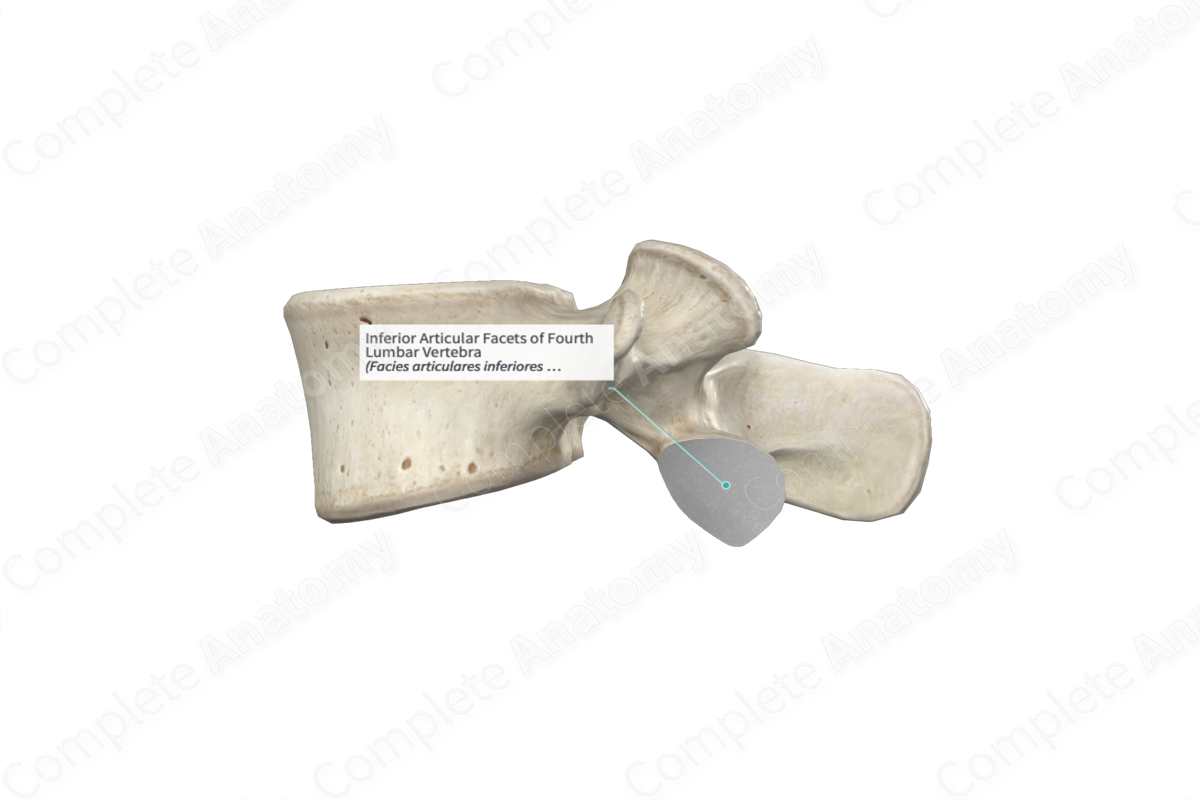 Inferior Articular Facets of Fourth Lumbar Vertebra