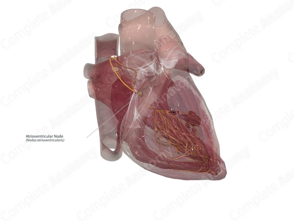Atrioventricular Node