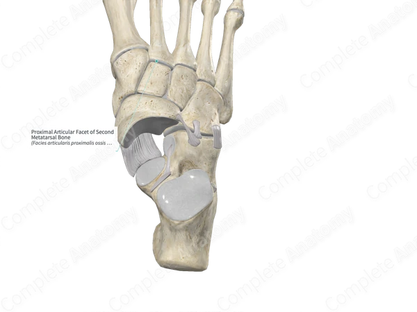 Proximal Articular Facet of Second Metatarsal Bone
