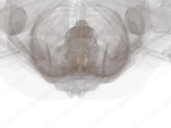 Joint of Head of Rib (Left)