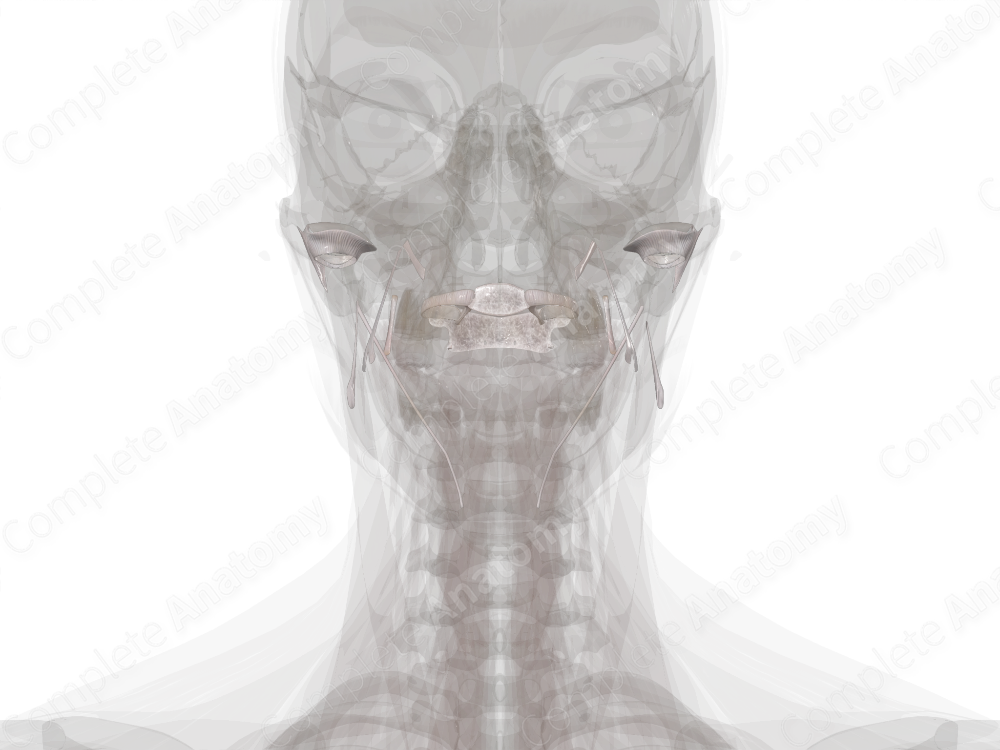 Joints of Skull  Complete Anatomy