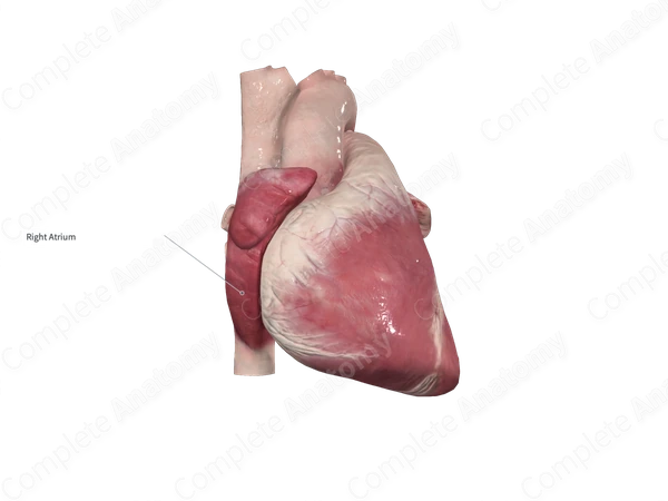Lateral Wall of Right Atrium