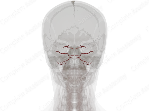 Arteries of Cerebellum