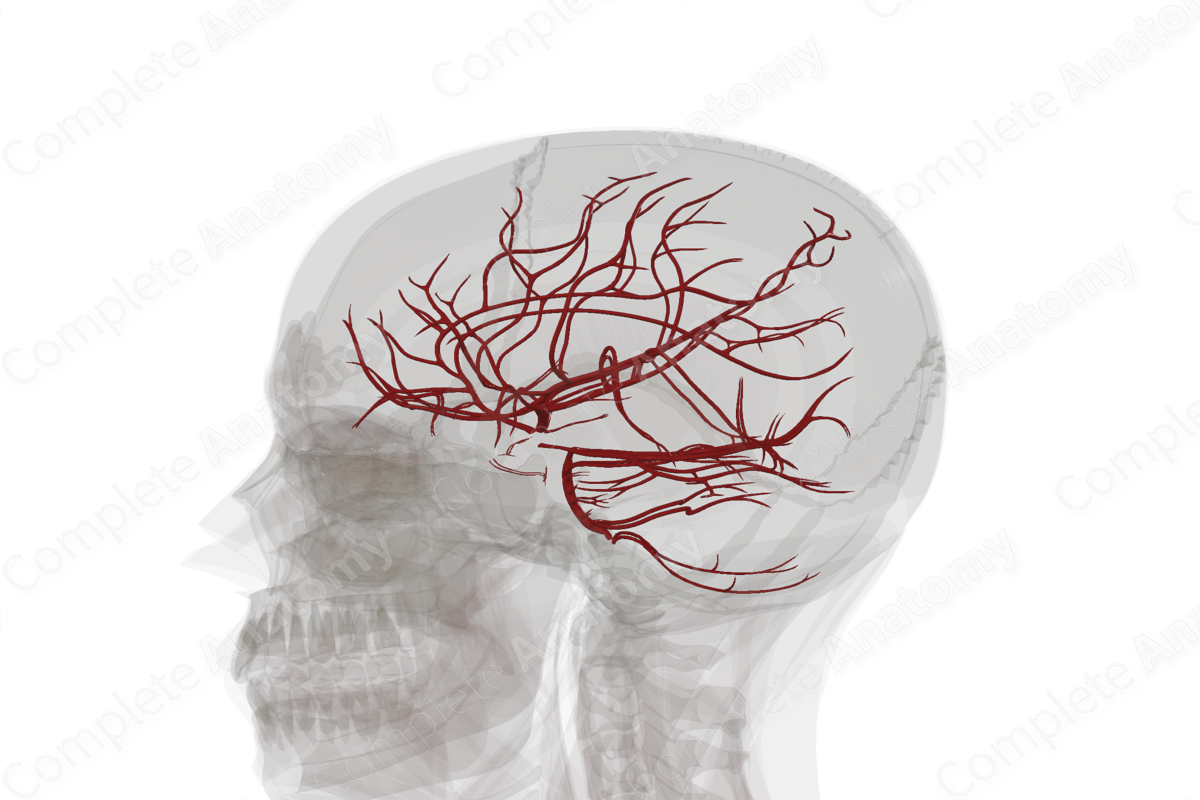 Arteries of Brain