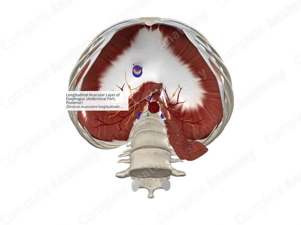 Longitudinal Muscular Layer of Esophagus (Abdominal Part; Posterior)