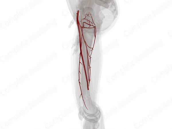 Arteries of Femoral Region (Left)