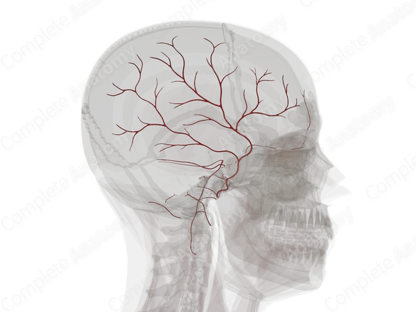 Arteries of Meninges & Cranium (Left)