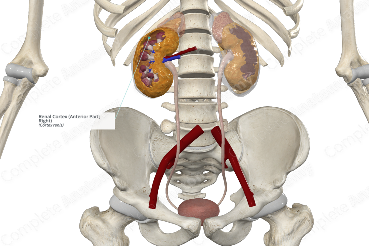 Renal Cortex (Anterior Part; Right)