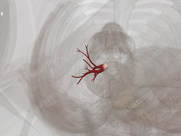 Pulmonary Veins of Right Lung