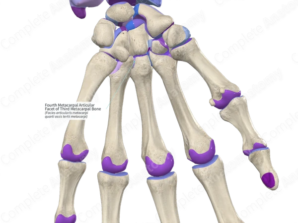 Fourth Metacarpal Articular Facet of Third Metacarpal Bone Complete