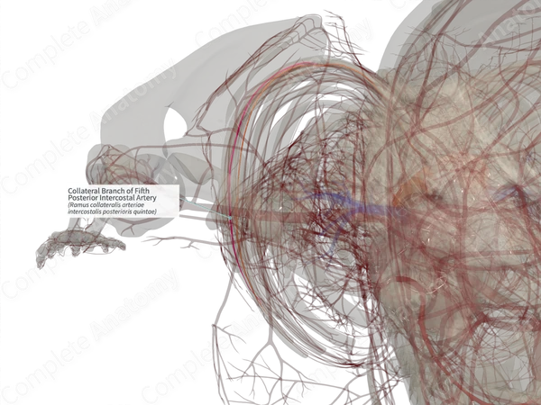 Collateral Branch of Fifth Posterior Intercostal Artery (Left)