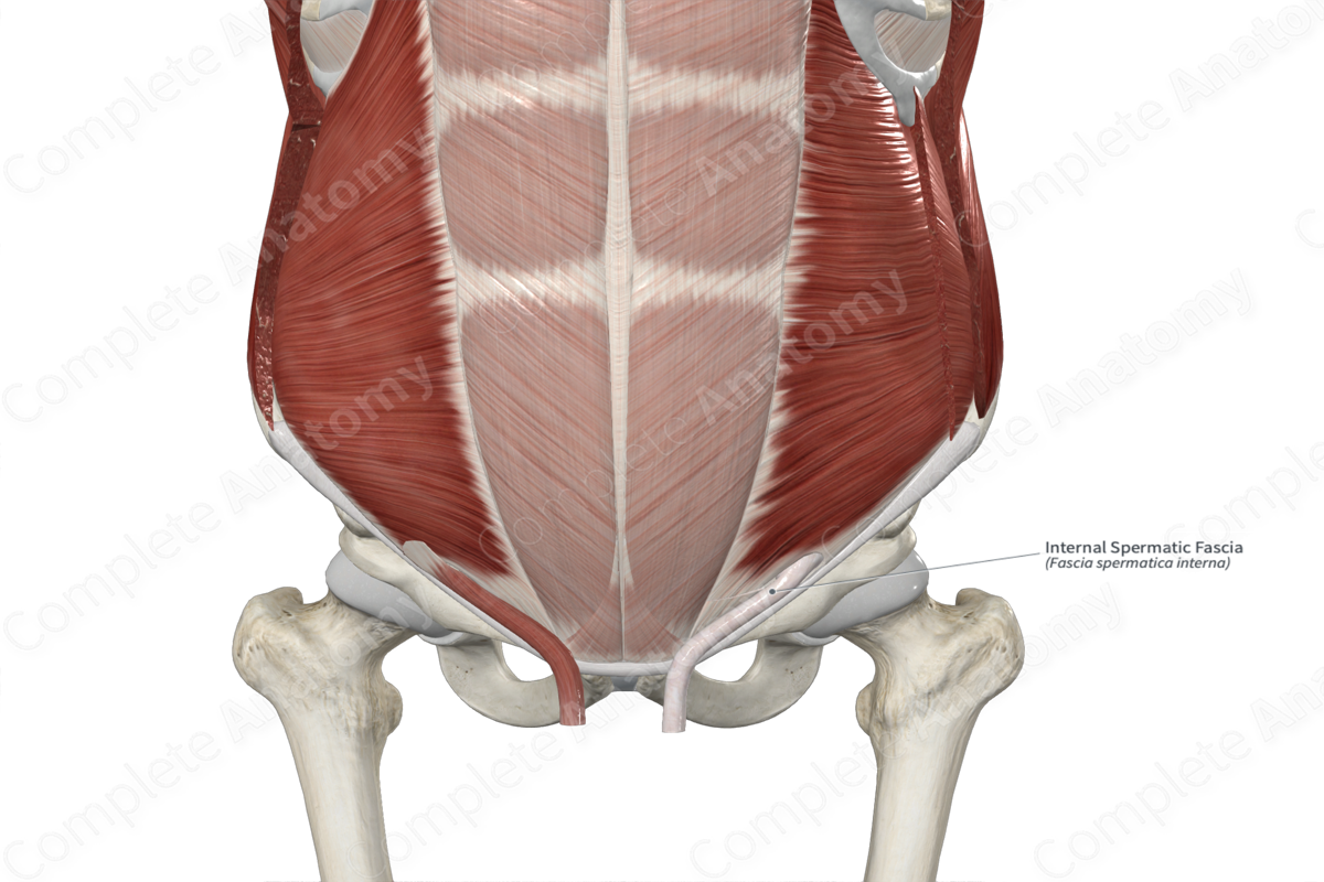 Internal Spermatic Fascia 