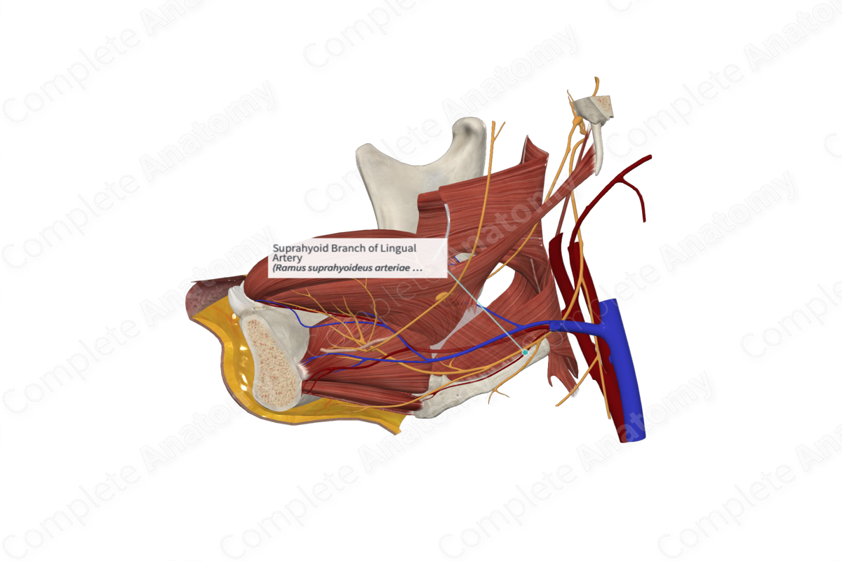 Suprahyoid Branch of Lingual Artery 
