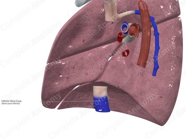 Inferior Vena Cava