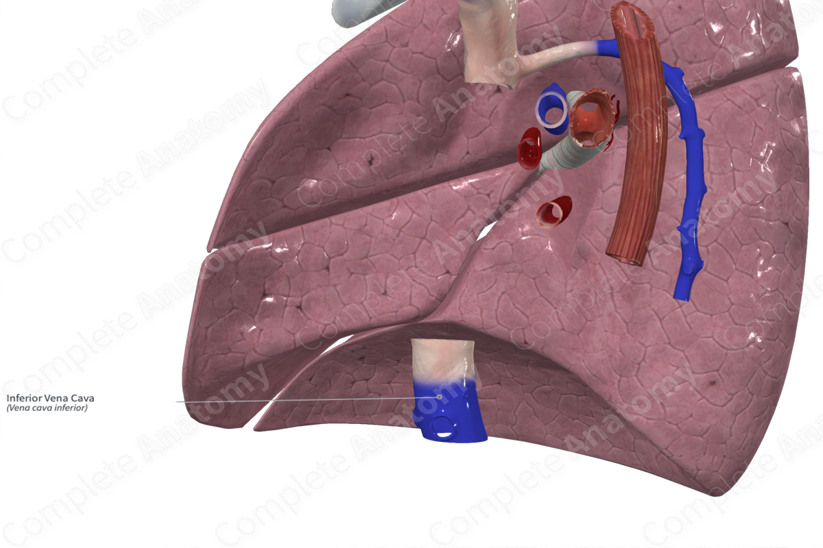 Inferior Vena Cava