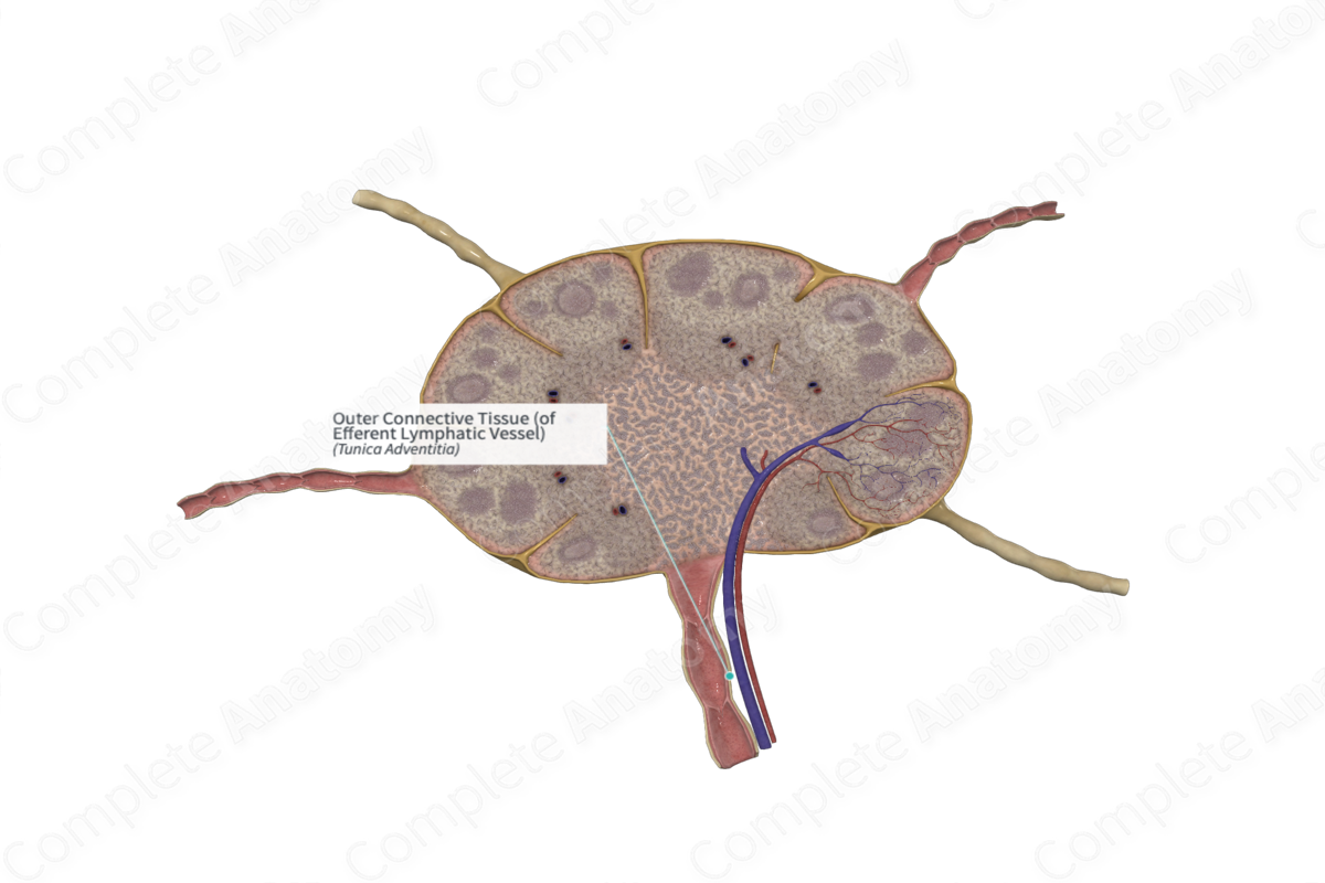 Outer Connective Tissue (of Efferent Lymphatic Vessel)