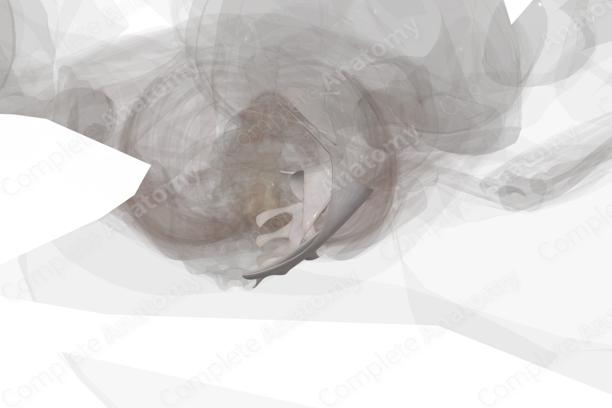 Joints of Pelvic Girdle (Left)