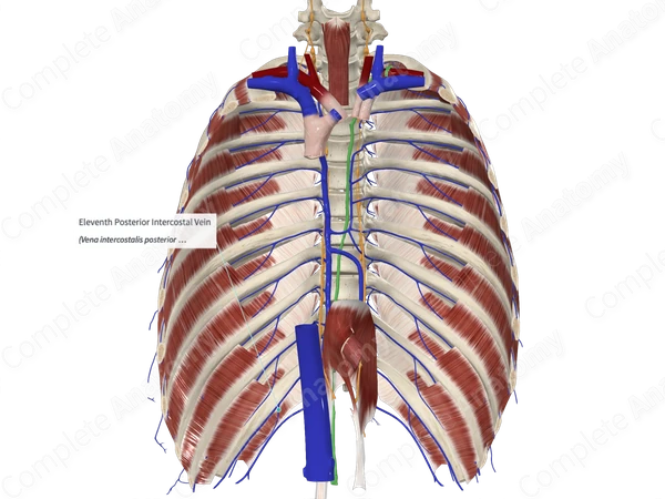 Eleventh Posterior Intercostal Vein