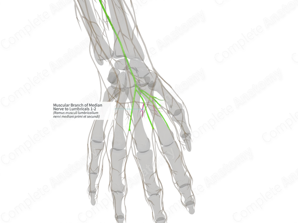 Muscular Branch of Median Nerve to Lumbricals 1-2 (Left)