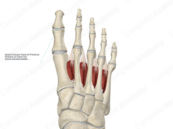 Distal Articular Facet of Proximal Phalanx of Great Toe 