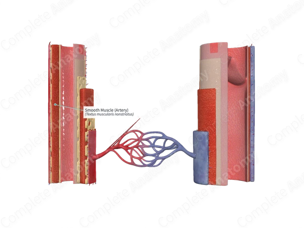 Smooth Muscle (Artery) | Complete Anatomy