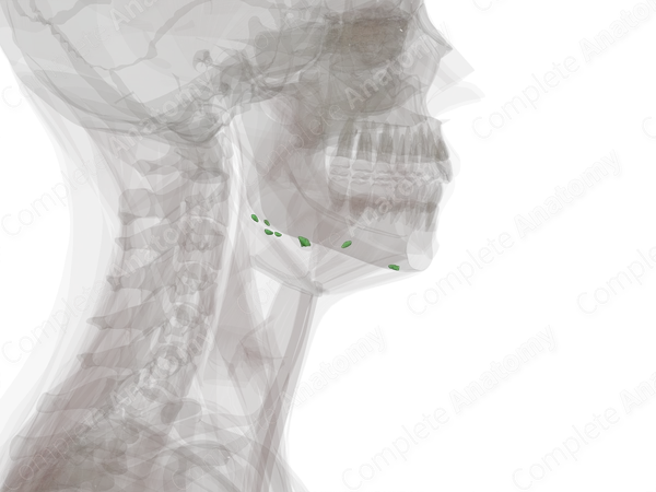 Submandibular Nodes