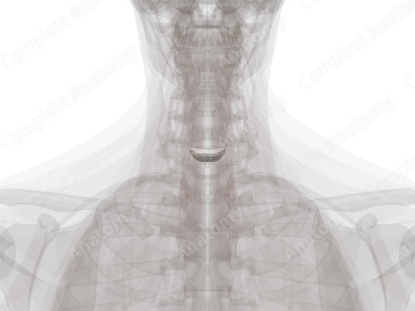 Intervertebral Symphysis (C6-C7)