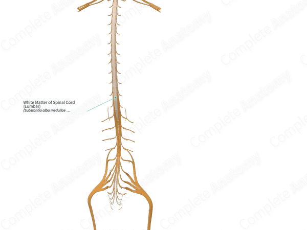 White Matter of Spinal Cord (Lumbar)