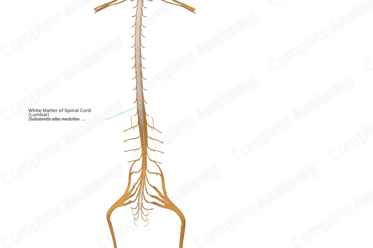White Matter of Spinal Cord (Lumbar)