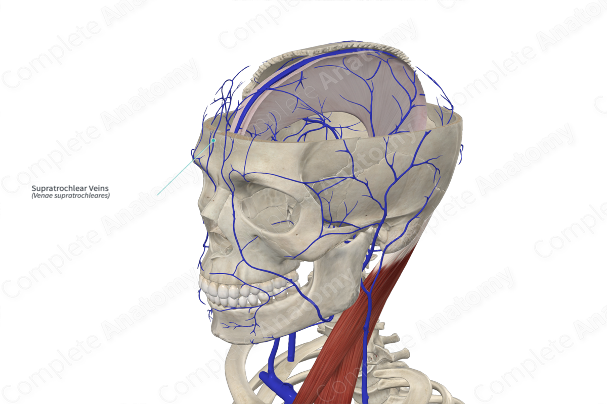 Supratrochlear Veins 