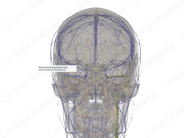 Pontomesencephalic Vein (Right)