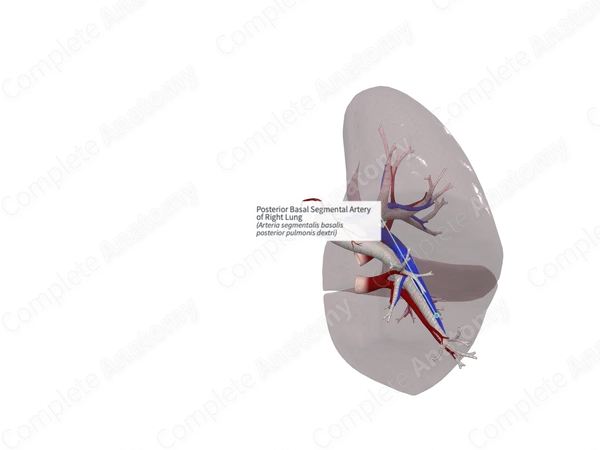 Posterior Basal Segmental Artery of Right Lung