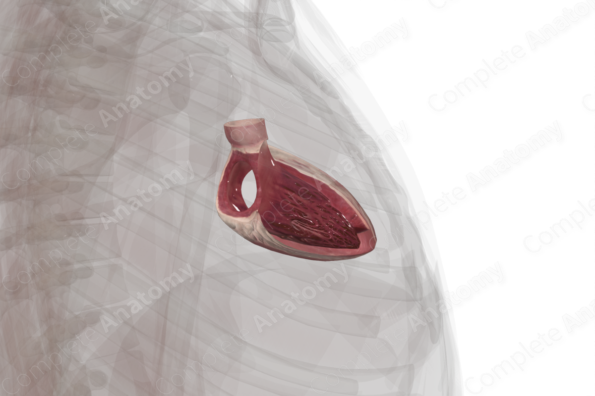 Left Ventricle
