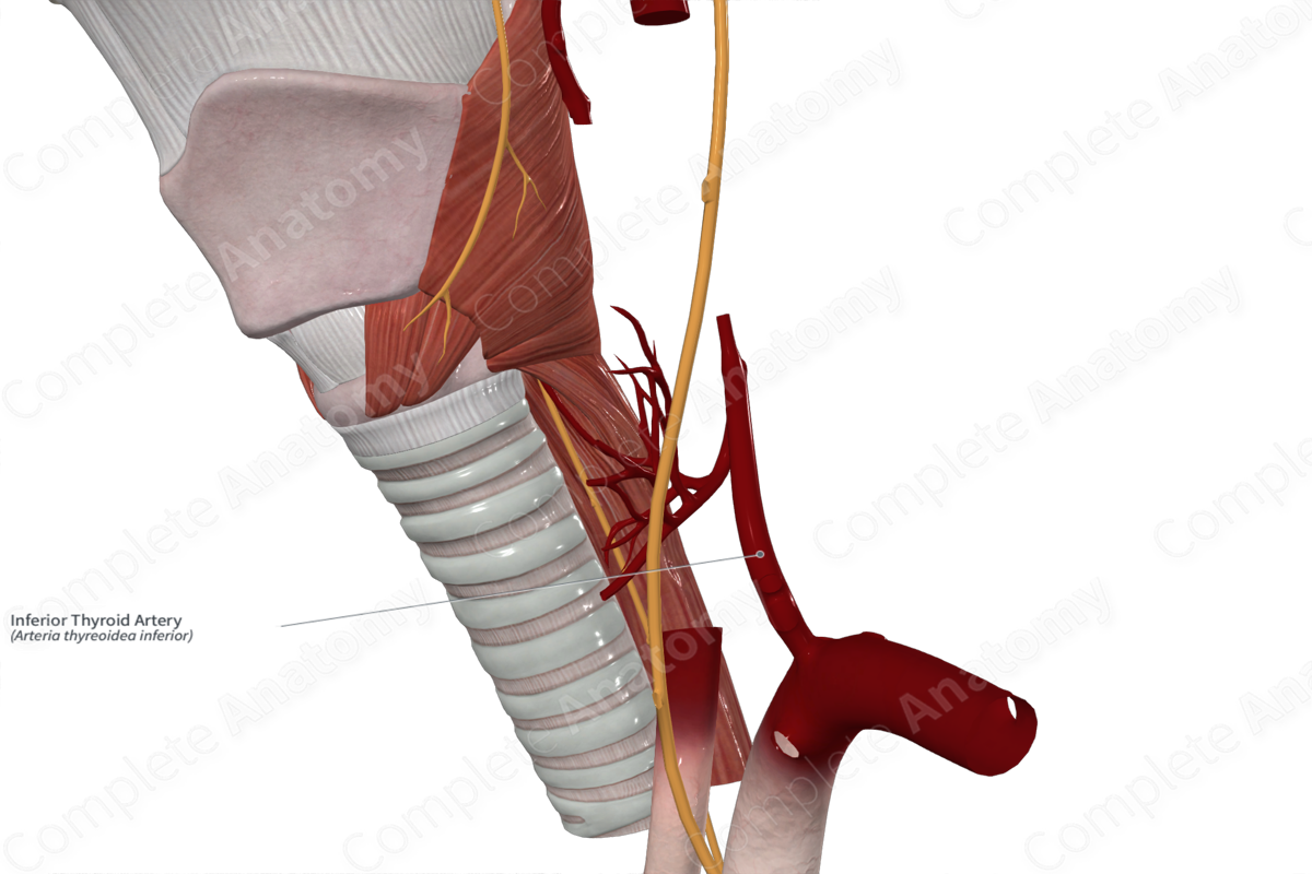 Inferior Thyroid Artery 