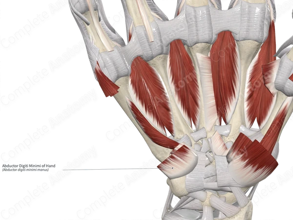 Abductor Digiti Minimi of Hand