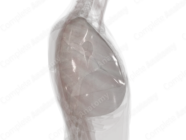 Pleura (Right Lung)