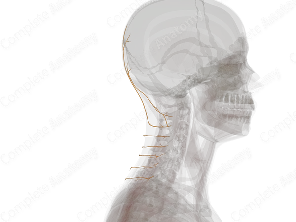 Medial Branches of Posterior Rami of Cervical Nerves (Left)