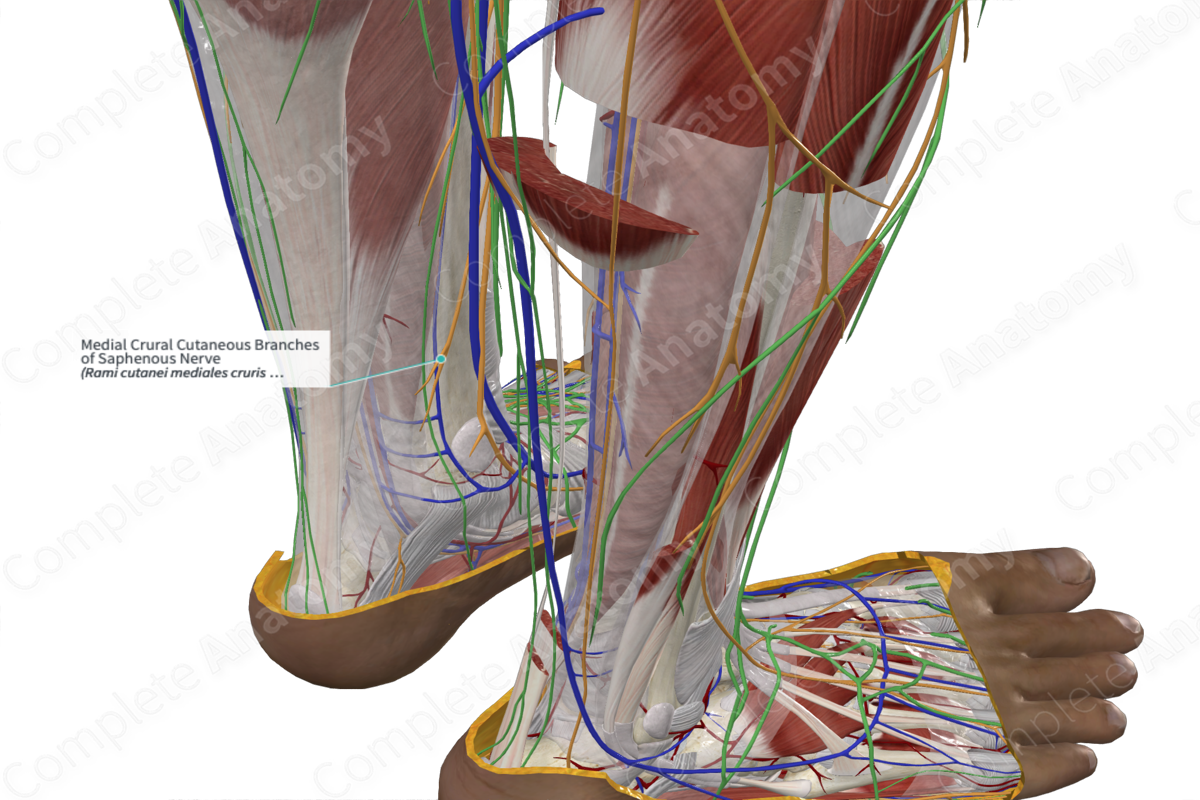 Medial Crural Cutaneous Branches of Saphenous Nerve 