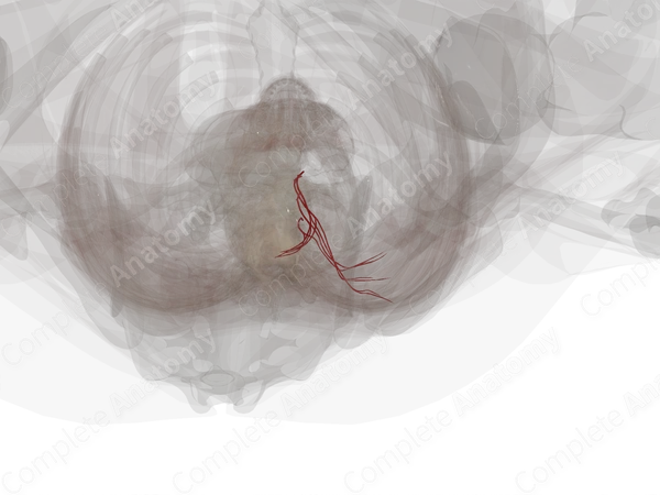 Dorsal Branches of Lumbar Arteries (Left)