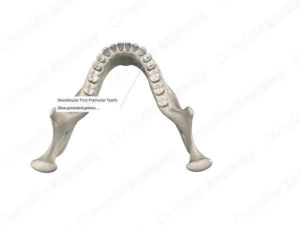 Mandibular First Premolar Tooth